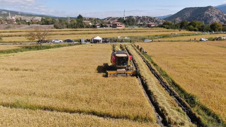 Coğrafi işaretli Tosya pirincinde hasat başladı Kilo fiyatı 200 liradan başlıyor