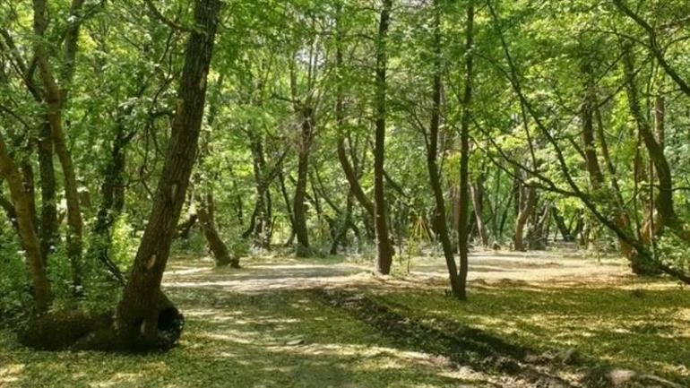 Kocaeli’de ortaya çıktı Tümülüs artık özel koruma altında
