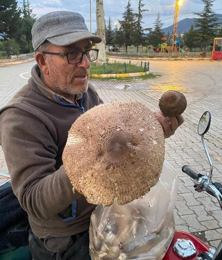 Yağışlar arttı, toplamaya çıktı En büyüğüne denk gelince şaştı kaldı