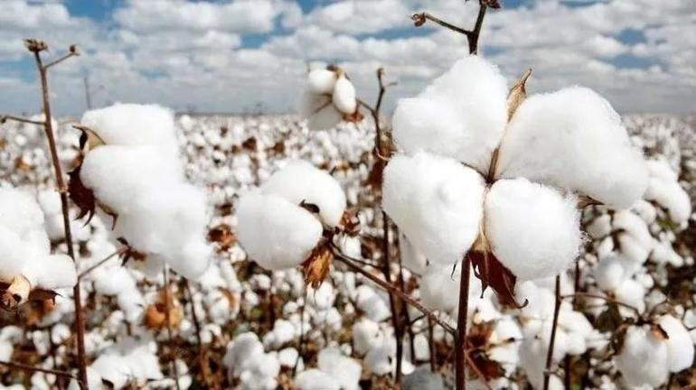 Ekim alanı 5 yılda yüzde 35 daraldı: Türkiyede üretimi düşerken çiftçi destek bekliyor