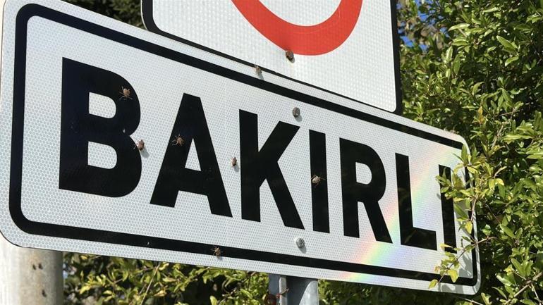 İstilayla baş edemediler İlaç yetmedi, tavuk ve hindiler devreye girdi