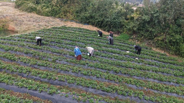 Kahramanmaraşta kadın emeğine dev destek: Kızılağaçlı kadınların el emeği lezzetleri yok satıyor