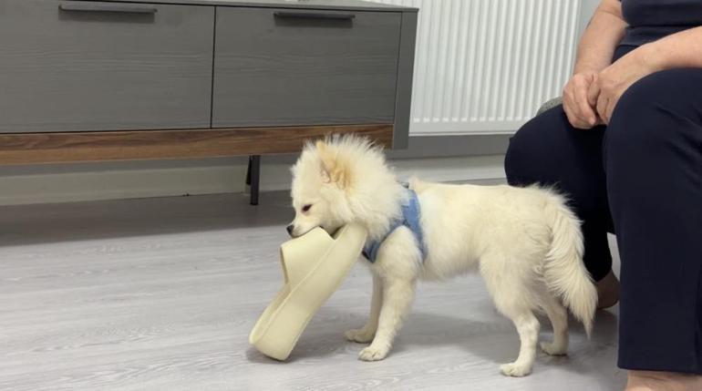 Evlerine cins köpek aldılar, hayatları kabusa döndü