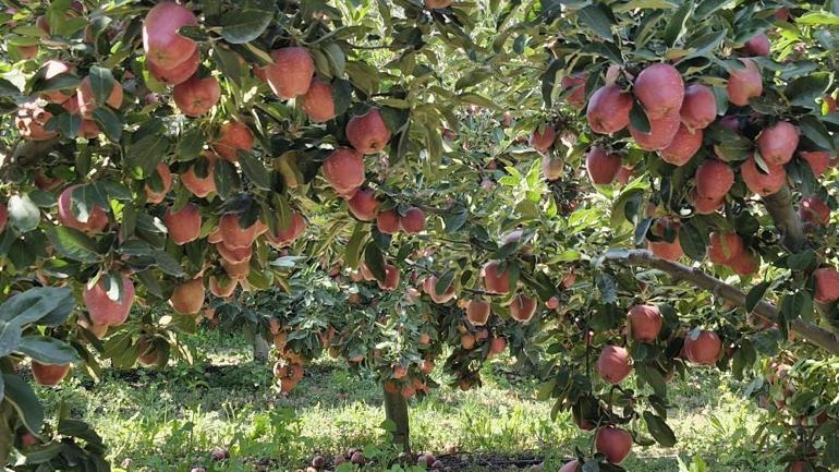 Türkiyenin üretim merkezinde rekolte yüksek çıktı Meyvenin fiyatı 3 liraya kadar düştü