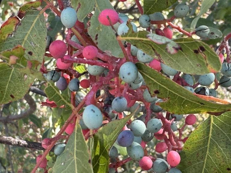 Bu meyvenin her şeyi para Kendisi 300, yağı bin 200 liradan satılıyor, posası bile boşa gitmiyor