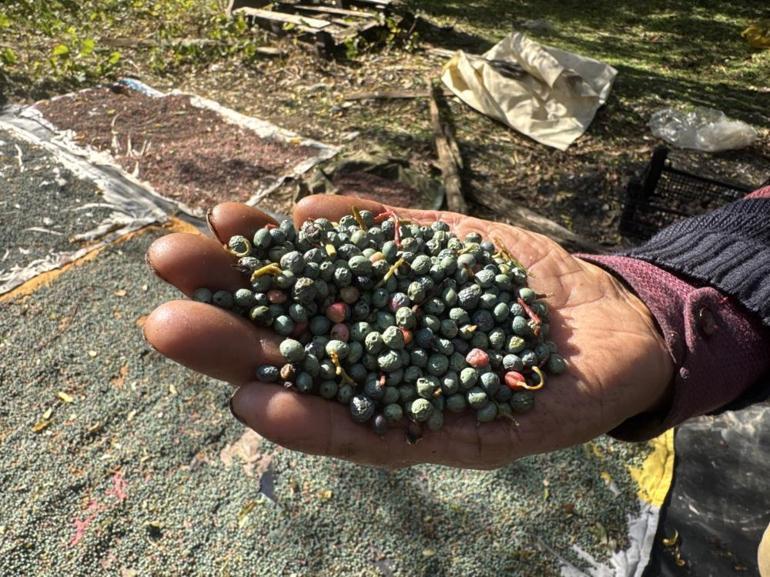 Bu meyvenin her şeyi para Kendisi 300, yağı bin 200 liradan satılıyor, posası bile boşa gitmiyor