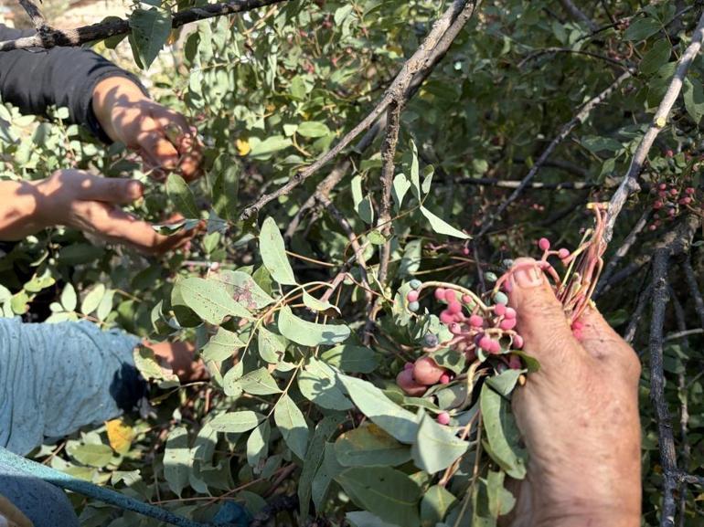 Bu meyvenin her şeyi para Kendisi 300, yağı bin 200 liradan satılıyor, posası bile boşa gitmiyor