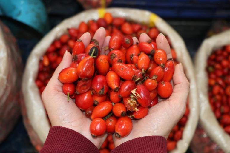 Dikenli dallar arasında kış hazırlığı 2 aylık ömür var, kilosu 70 lira