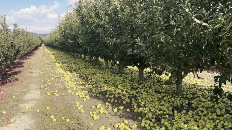 Elmalı’da elma üreticisinin emeği dalında kaldı