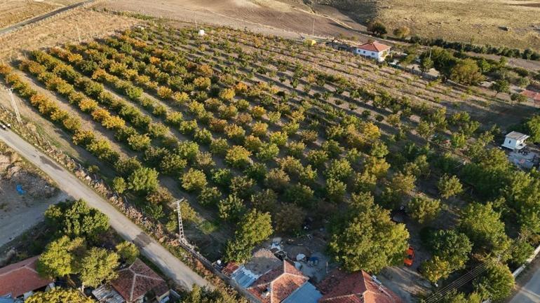 Hasatta verim patladı, fiyatlar dibi gördü: Kilosu 500 TL yerine 100 TL