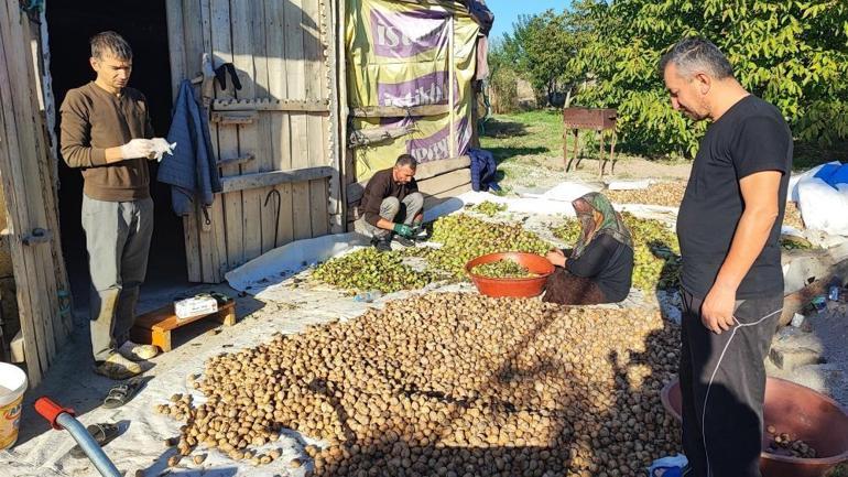 Hasatta verim patladı, fiyatlar dibi gördü: Kilosu 500 TL yerine 100 TL