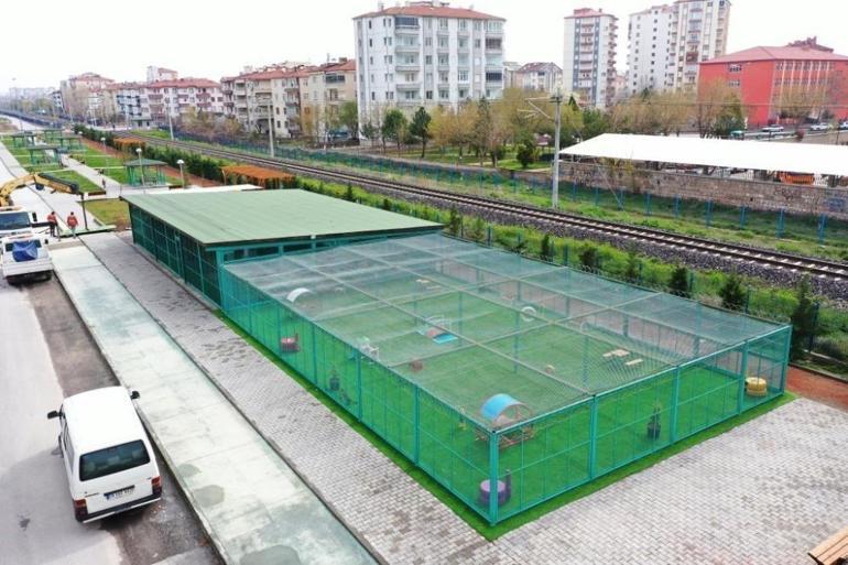 Kayseride kedilere özel kasaba kuruldu İçinde yok yok, 19 farklı tür yaşıyor