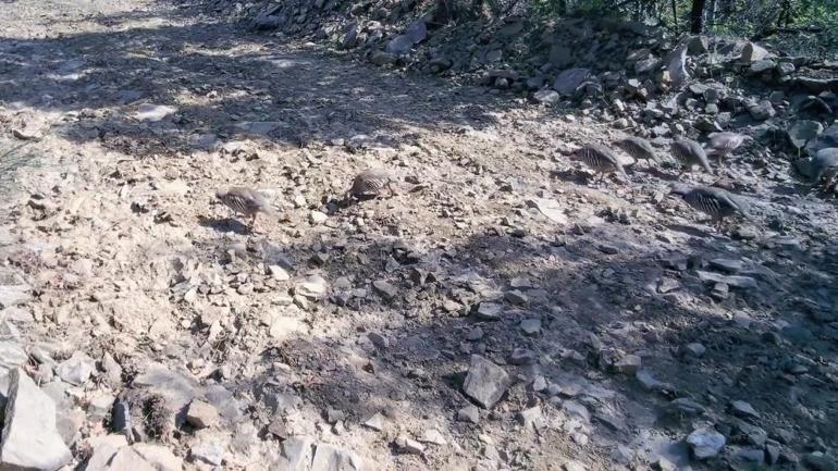 Tekirdağda ormanın derinliklerine kamera kuruldu: Ortaya çıkan görüntüler dikkat çekti