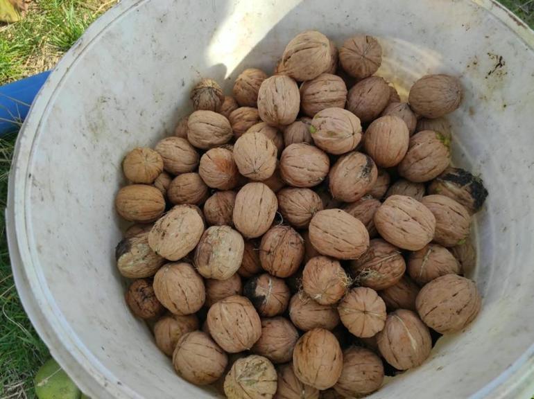 Geçen yıla göre fiyatı değişmedi Yağ oranı çok yüksek lezzetine doyum olmuyor