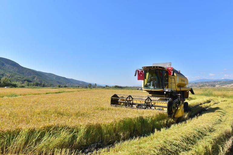 Coğrafi işaretli pirincinin hasadı devam ediyor Üretici umutlu