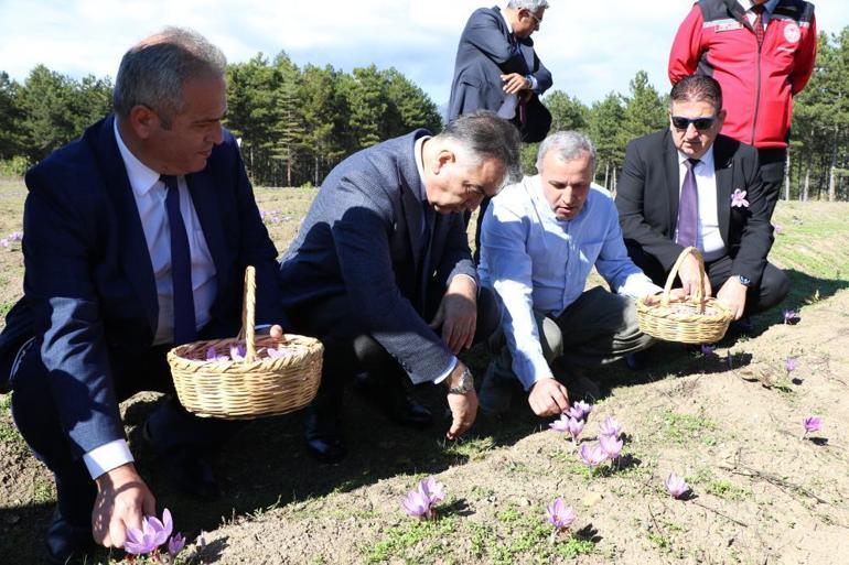 55 kişi üretiyor, 56 kilo rekolte veriyor Bunu almaya para yetmiyor