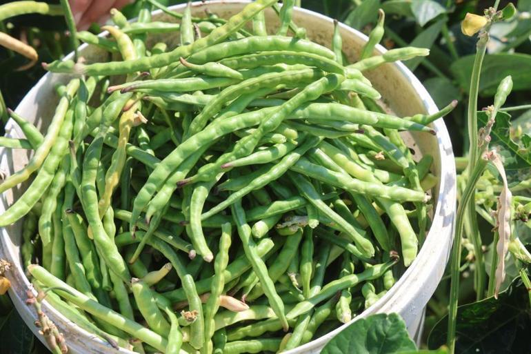 Protein ve lif bakımından zengin Tarlada 40 lira markette 140 lira