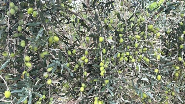 Antalya’da zeytin hasadı başladı: Üretimde yüzde 40 artış bekleniyor