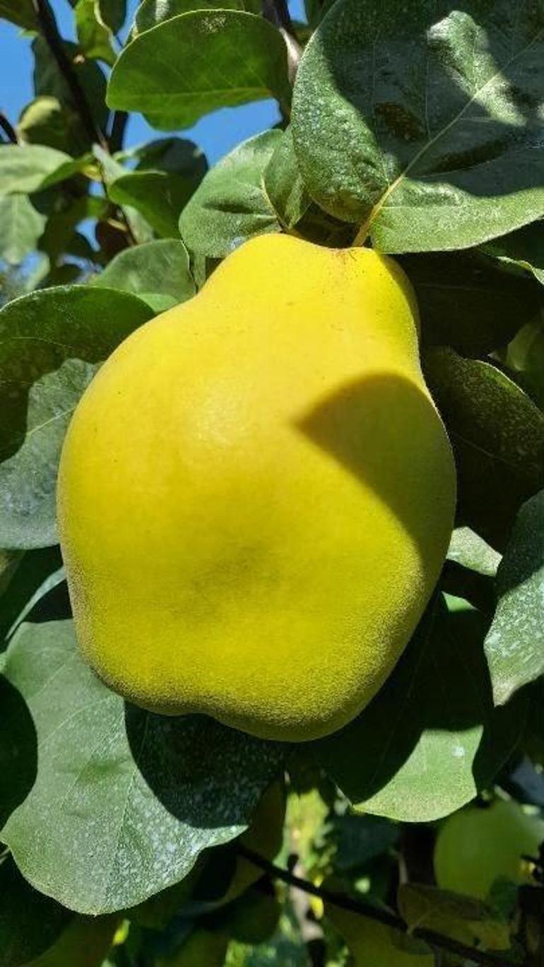 Sakarya’da dev ayva şaşırttı: Tek başına 962 gram geldi
