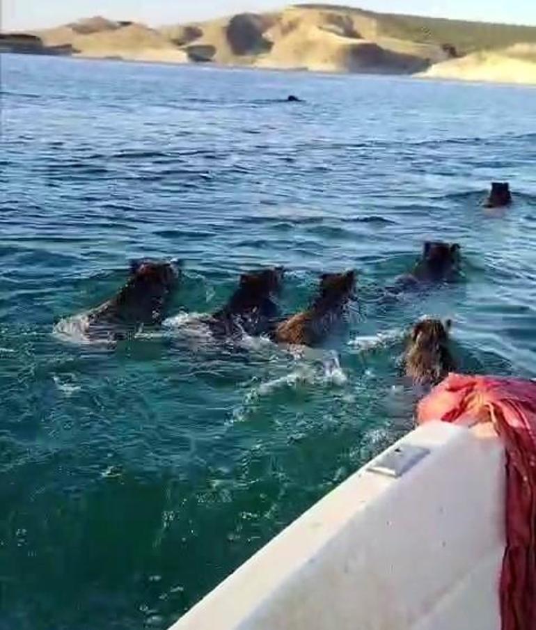 Atatürk Barajına balık tutmak için açılan balıkçılara domuz sürprizi
