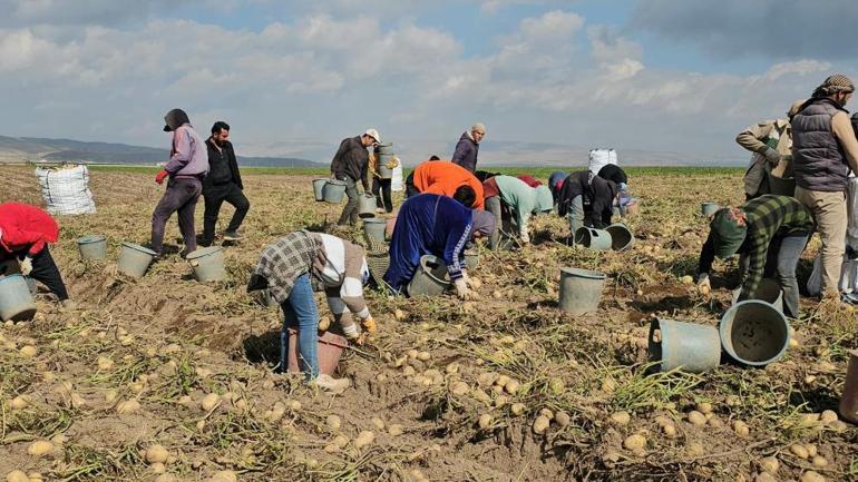 Tarlalarda ekmek mücadelesi Mevsimlik işçilerin zorlu mesaisi