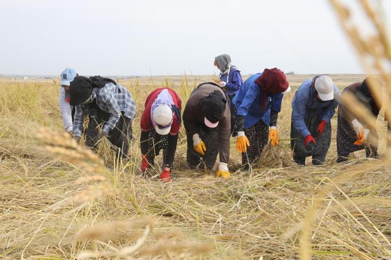 Yağış ve rüzgar fiyatları düşürdü Bu sene kilosu 150 lira seviyesinde