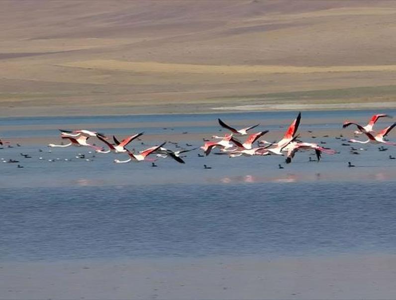 Van Erçek Gölü: Flamingoların dansı