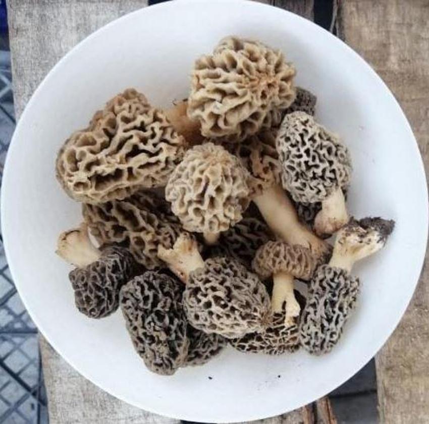Kilosu 130 lira! Tezgahta yarım saatte tükeniyor