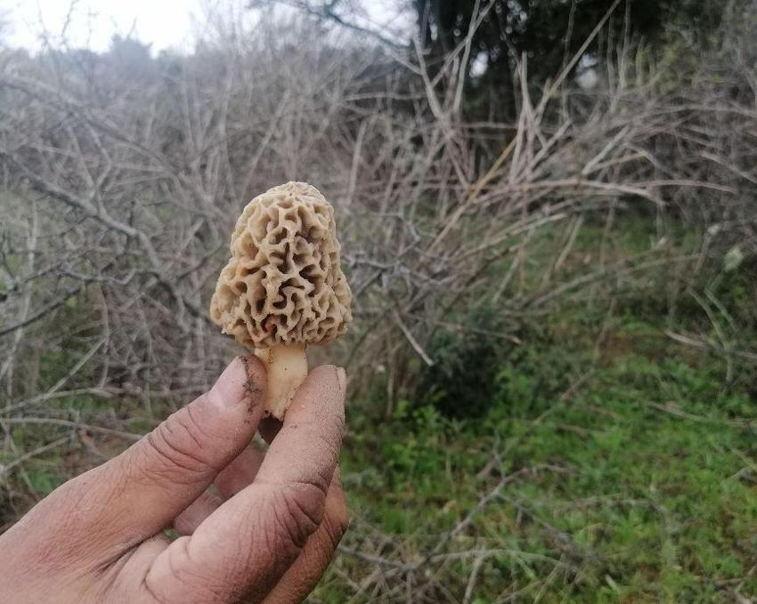 Kilosu 130 lira! Tezgahta yarım saatte tükeniyor