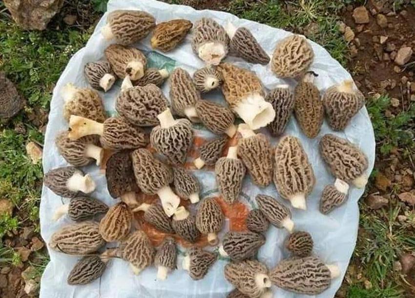 Kilosu 130 lira! Tezgahta yarım saatte tükeniyor