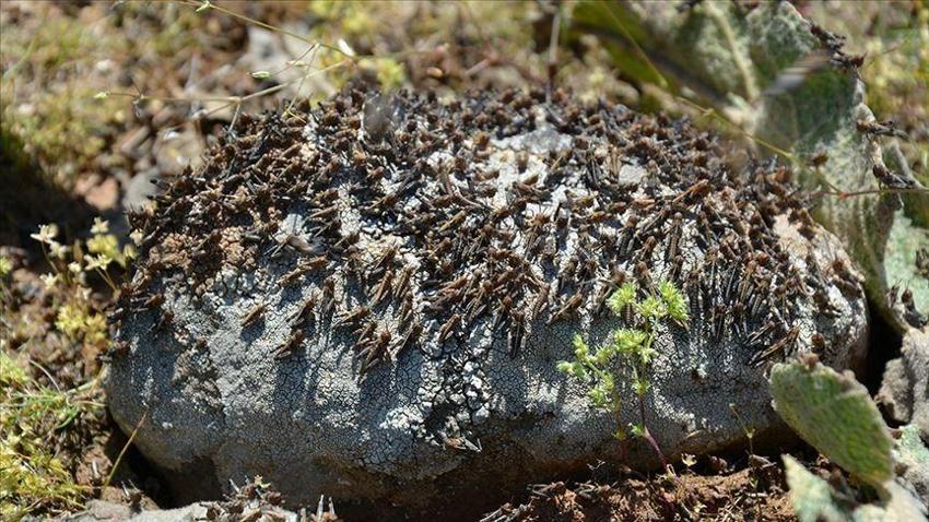BM'den çekirge istilası uyarısı: 20 katı büyüklükte...
