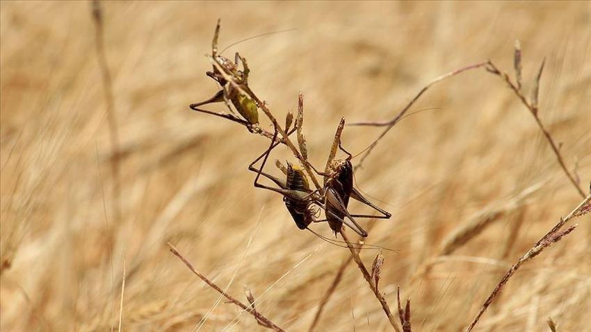 BM'den çekirge istilası uyarısı: 20 katı büyüklükte...