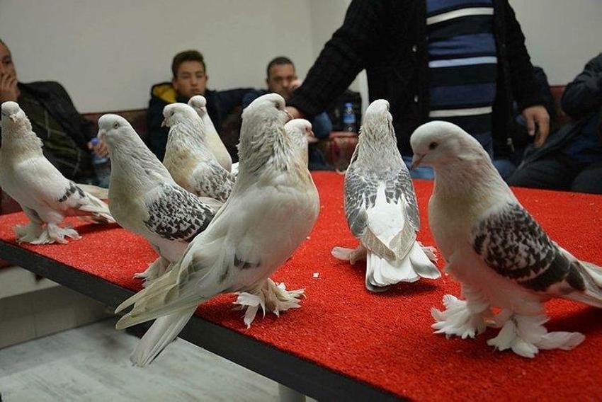Bu güvercinlerin değeri 1 milyon lira!