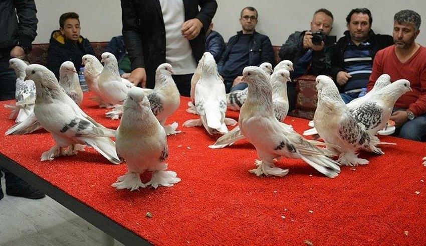 Bu güvercinlerin değeri 1 milyon lira!