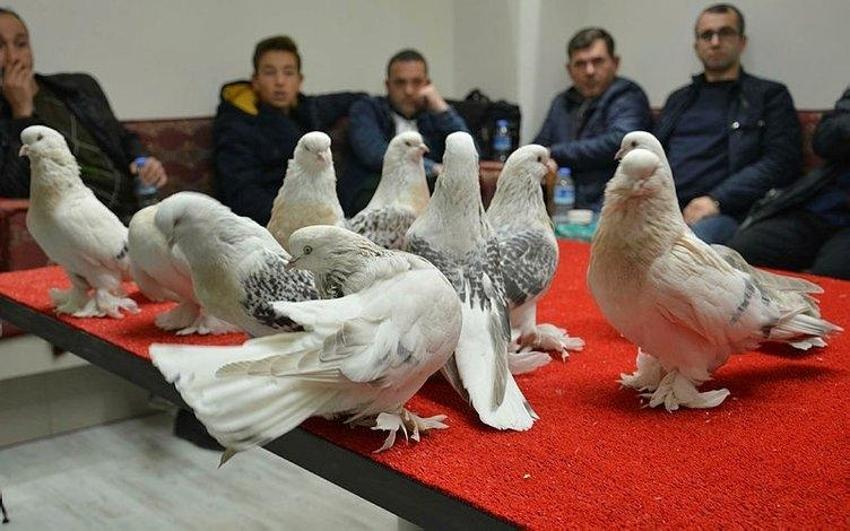 Bu güvercinlerin değeri 1 milyon lira!
