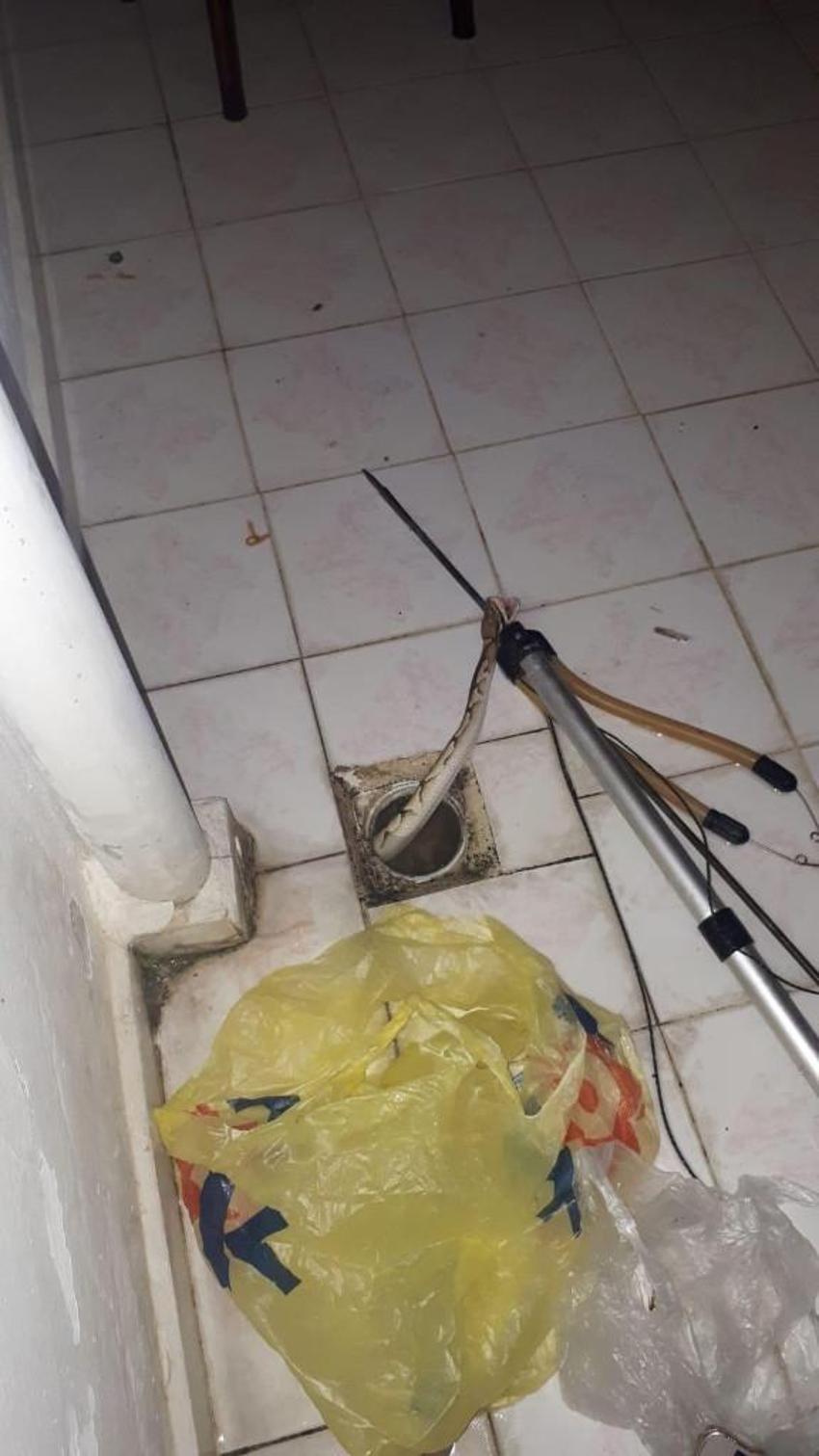 İnanılmaz olay! Aref'in kayıp yılanı komşusunun evinden çıktı