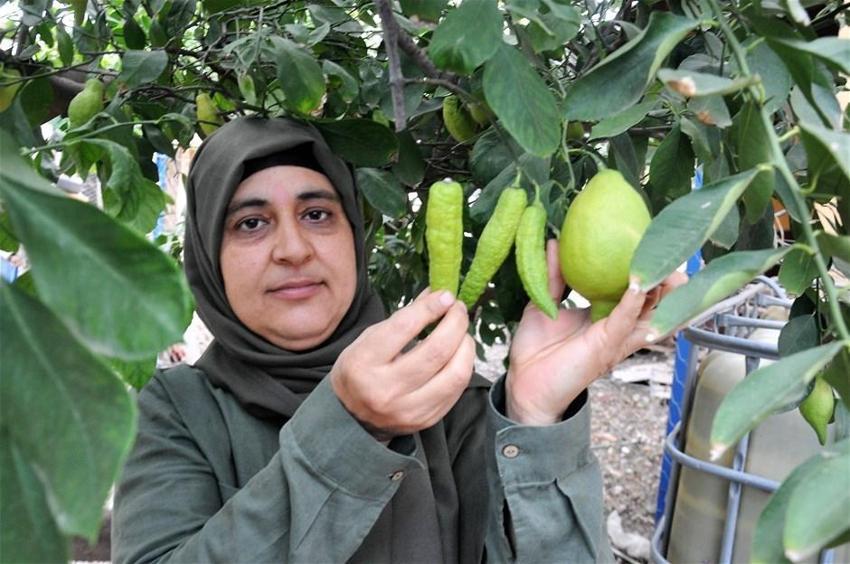 Limon ağacı 'biber' verdi