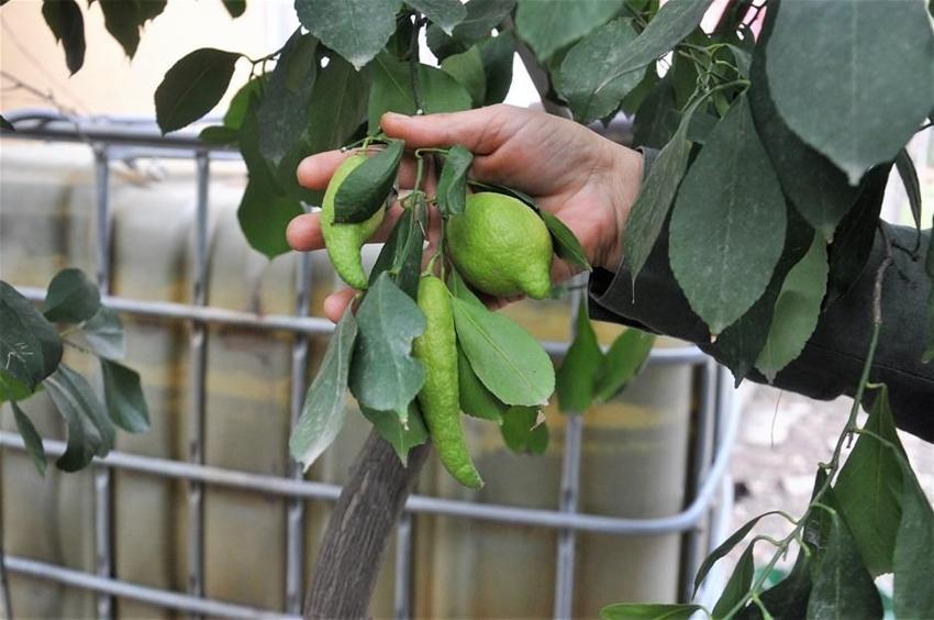 Limon ağacı 'biber' verdi