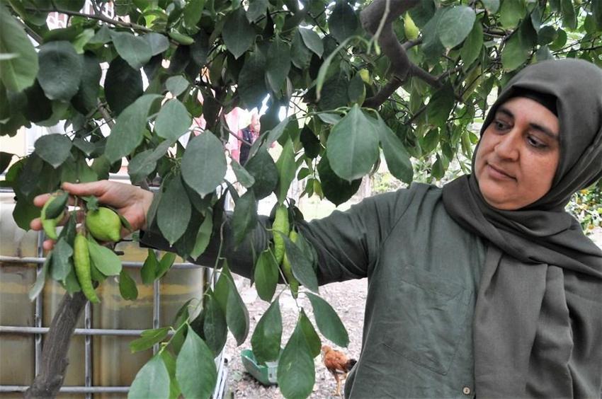Limon ağacı 'biber' verdi
