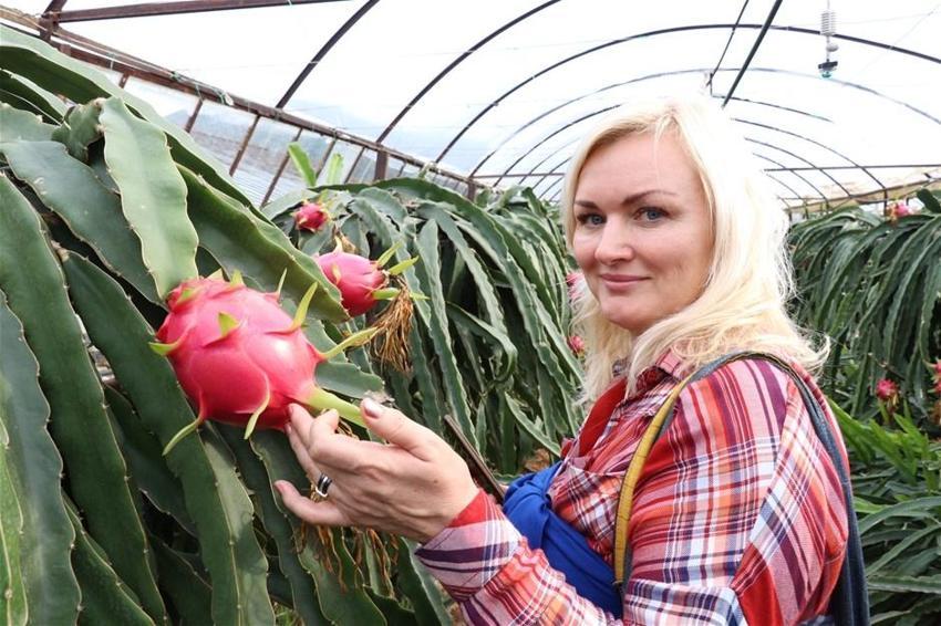 Pitaya bahçesi servet kazandırıyor