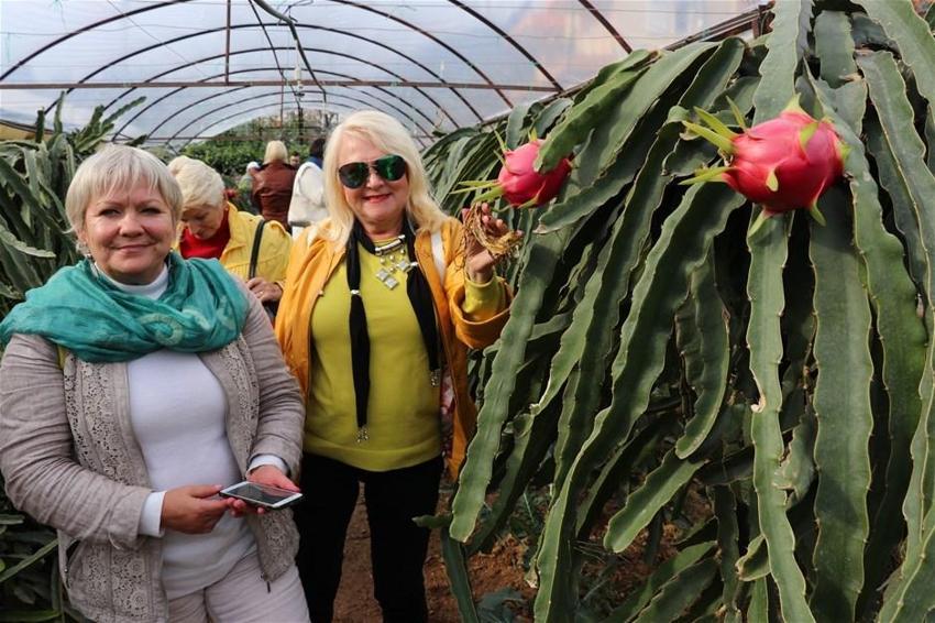 Pitaya bahçesi servet kazandırıyor