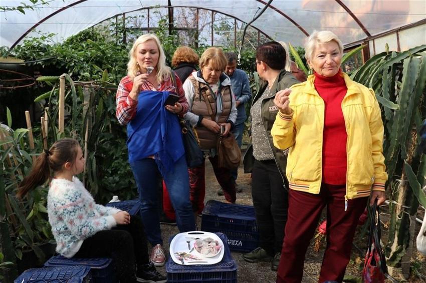 Pitaya bahçesi servet kazandırıyor