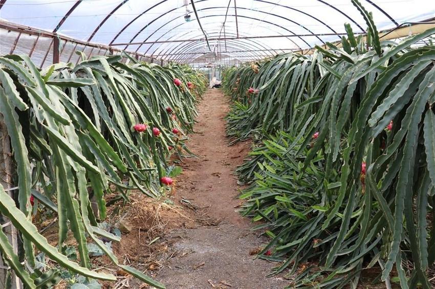 Pitaya bahçesi servet kazandırıyor