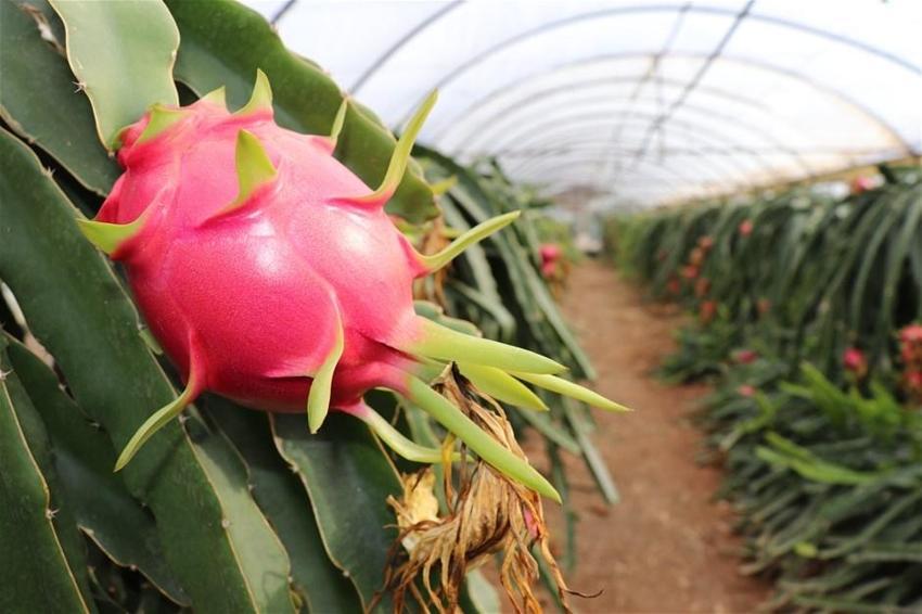 Pitaya bahçesi servet kazandırıyor