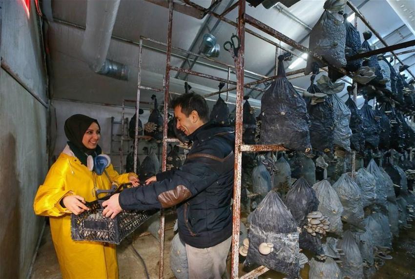 Tadını beğendiği mantarın, devlet desteğiyle üreticisi oldu