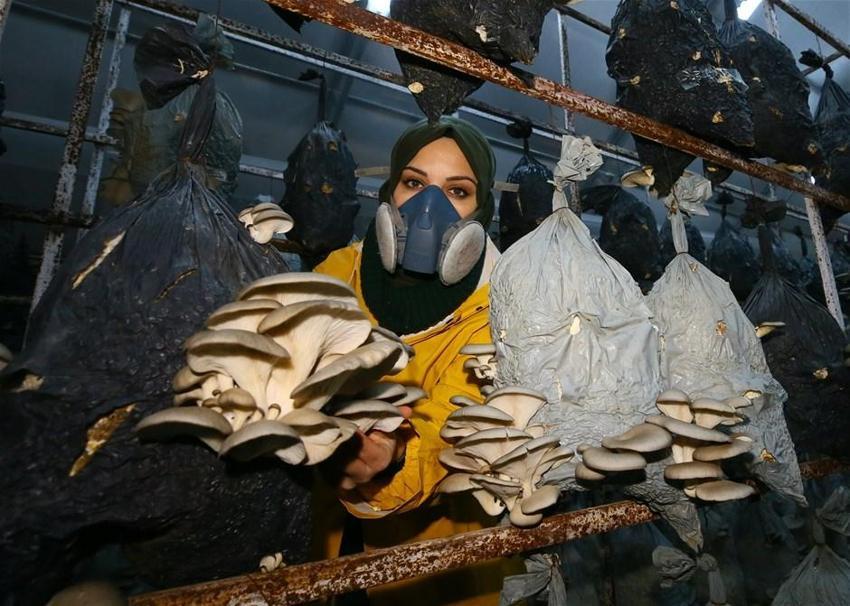 Tadını beğendiği mantarın, devlet desteğiyle üreticisi oldu