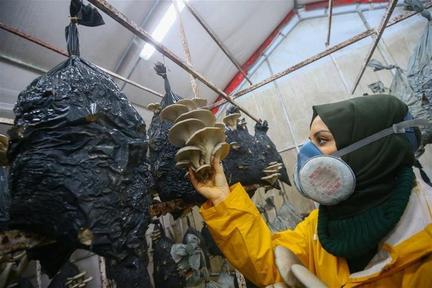 Tadını beğendiği mantarın, devlet desteğiyle üreticisi oldu
