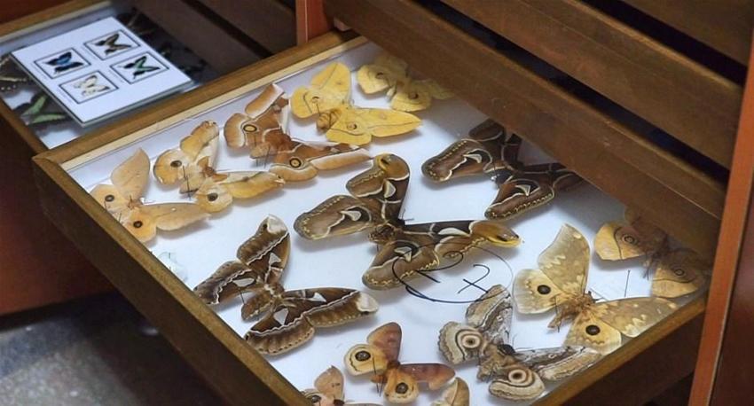 Türkiye'nin böcekleri, 82 yıldır bu müzede sergileniyor