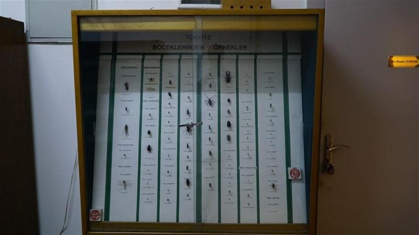 Türkiye'nin böcekleri, 82 yıldır bu müzede sergileniyor