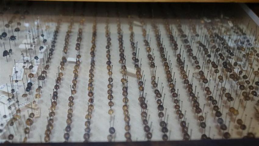 Türkiye'nin böcekleri, 82 yıldır bu müzede sergileniyor